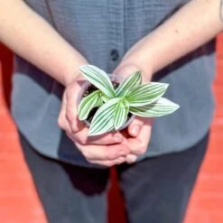 Tradescantia Blossfeldiana - Pistachio White 11 Tradescantia Blossfeldiana - Pistachio White -Eds Plant Shop tradescantia blossfeldiana pistachio white various sizes 930590