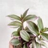 Tradescantia Bubblegum / Lilac 'Nanouk'