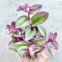 Tradescantia Bubblegum / Lilac 'Nanouk' -Eds Plant Shop tradescantia nanouk bubblegum tradescantia 683868