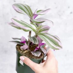 Tradescantia 'Nanouk' Bubblegum/Lilac - Hanging Basket -Eds Plant Shop tradescantia nanouk bubblegum tradescantia hanging basket 274929