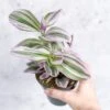 Tradescantia 'Nanouk' Bubblegum/Lilac - Hanging Basket -Eds Plant Shop tradescantia nanouk bubblegum tradescantia hanging basket 594074