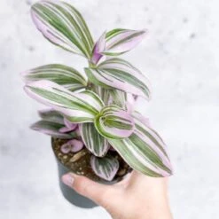 Tradescantia Bubblegum / Lilac 'Nanouk' -Eds Plant Shop tradescantia nanouk bubblegum tradescantia various sizes 242885