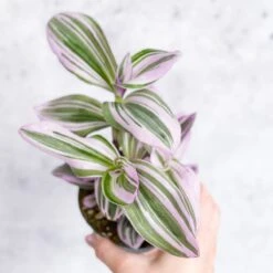 Tradescantia Bubblegum / Lilac 'Nanouk' -Eds Plant Shop tradescantia nanouk bubblegum tradescantia various sizes 244857