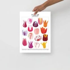 Tulip Species ID Chart - Botanical Floral Art Print