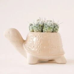 Turtle Ceramic Planter -Eds Plant Shop turtle ceramic planter 716272