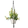 Universal Black Macramé Plant Hanger – Economical, Fits Most Pots -Eds Plant Shop universal black macrame plant hanger economical fits most pots 5024878