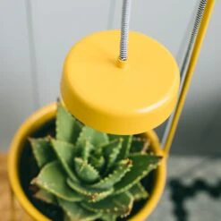 Uplift Planter By Modern Sprout 15 Uplift Planter By Modern Sprout -Eds Plant Shop uplift planter by modern sprout 368738