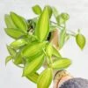 Vanilla Planifolia Varigated - Variegated Vanilla -Eds Plant Shop vanilla planifolia varigated variegated vanilla 794668