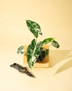 Variegated Alocasia 'Frydek' – Rare Velvet Foliage Houseplant 15 Variegated Alocasia 'Frydek' – Rare Velvet Foliage Houseplant -Eds Plant Shop variegated alocasia frydek rare velvet foliage houseplant 242461