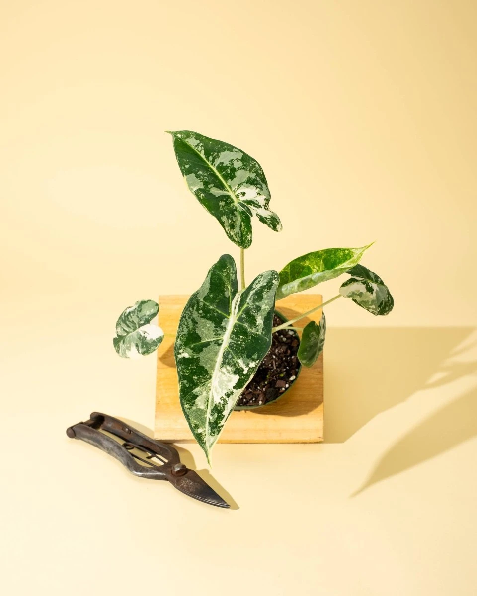 Variegated Alocasia 'Frydek' – Rare Velvet Foliage Houseplant 5 Variegated Alocasia 'Frydek' – Rare Velvet Foliage Houseplant - Image 3