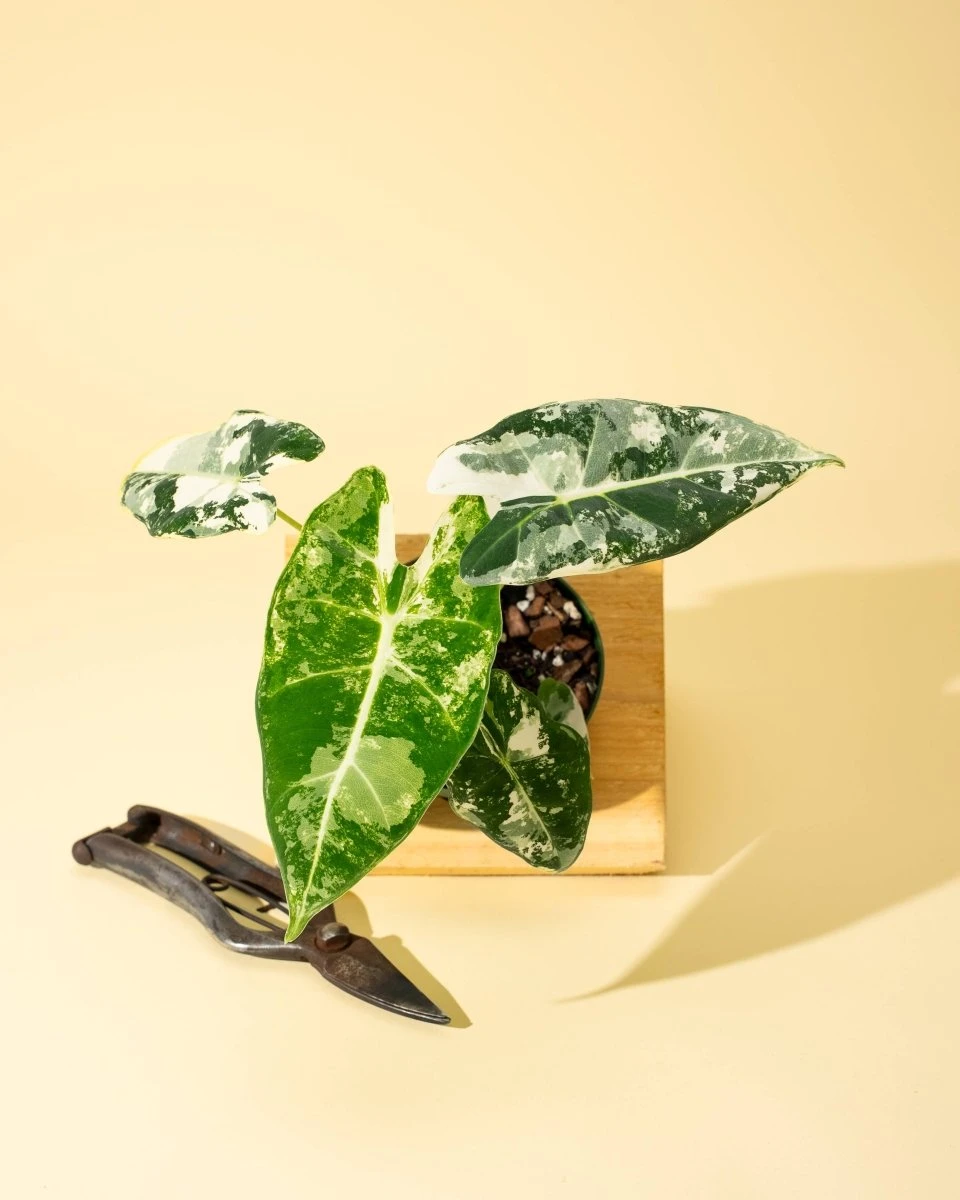 Variegated Alocasia 'Frydek' – Rare Velvet Foliage Houseplant 4 Variegated Alocasia 'Frydek' – Rare Velvet Foliage Houseplant - Image 2