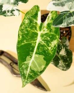 Variegated Alocasia 'Frydek' – Rare Velvet Foliage Houseplant 18 Variegated Alocasia 'Frydek' – Rare Velvet Foliage Houseplant -Eds Plant Shop variegated alocasia frydek rare velvet foliage houseplant 288313