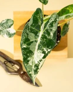 Variegated Alocasia 'Frydek' – Rare Velvet Foliage Houseplant 17 Variegated Alocasia 'Frydek' – Rare Velvet Foliage Houseplant -Eds Plant Shop variegated alocasia frydek rare velvet foliage houseplant 354682
