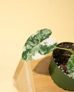 Variegated Alocasia 'Frydek' – Rare Velvet Foliage Houseplant 19 Variegated Alocasia 'Frydek' – Rare Velvet Foliage Houseplant -Eds Plant Shop variegated alocasia frydek rare velvet foliage houseplant 480140