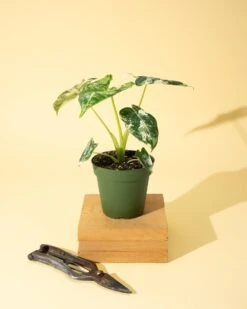 Variegated Alocasia 'Frydek' – Rare Velvet Foliage Houseplant 16 Variegated Alocasia 'Frydek' – Rare Velvet Foliage Houseplant -Eds Plant Shop variegated alocasia frydek rare velvet foliage houseplant 649772