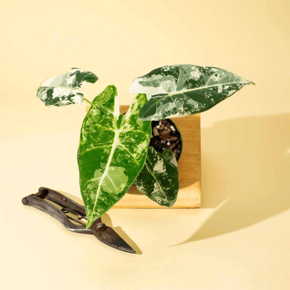 Variegated Alocasia 'Frydek' – Rare Velvet Foliage Houseplant 13 Variegated Alocasia 'Frydek' – Rare Velvet Foliage Houseplant - Image 11