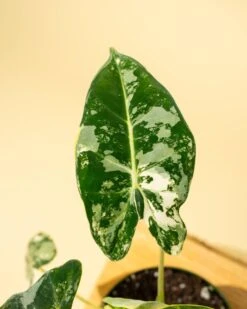 Variegated Alocasia 'Frydek' – Rare Velvet Foliage Houseplant 21 Variegated Alocasia 'Frydek' – Rare Velvet Foliage Houseplant -Eds Plant Shop variegated alocasia frydek rare velvet foliage houseplant 879939
