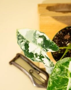 Variegated Alocasia 'Frydek' – Rare Velvet Foliage Houseplant 20 Variegated Alocasia 'Frydek' – Rare Velvet Foliage Houseplant -Eds Plant Shop variegated alocasia frydek rare velvet foliage houseplant 999376