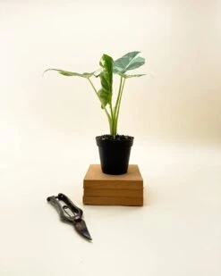 Variegated Alocasia 'Macrorrhiza' – Giant Foliage With Creamy White Marbling 11 Variegated Alocasia 'Macrorrhiza' – Giant Foliage With Creamy White Marbling -Eds Plant Shop variegated alocasia macrorrhiza giant foliage with creamy white marbling 3589012