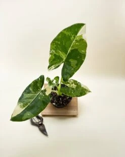 Variegated Alocasia 'Macrorrhiza' – Giant Foliage With Creamy White Marbling 10 Variegated Alocasia 'Macrorrhiza' – Giant Foliage With Creamy White Marbling -Eds Plant Shop variegated alocasia macrorrhiza giant foliage with creamy white marbling 8201549