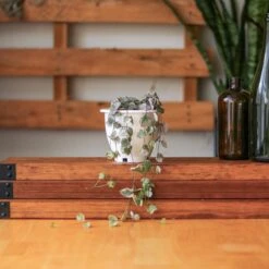 Eds Plant Shop -Eds Plant Shop variegated string of hearts ceropegia woodii variegata 45 inch hanging basket 334962