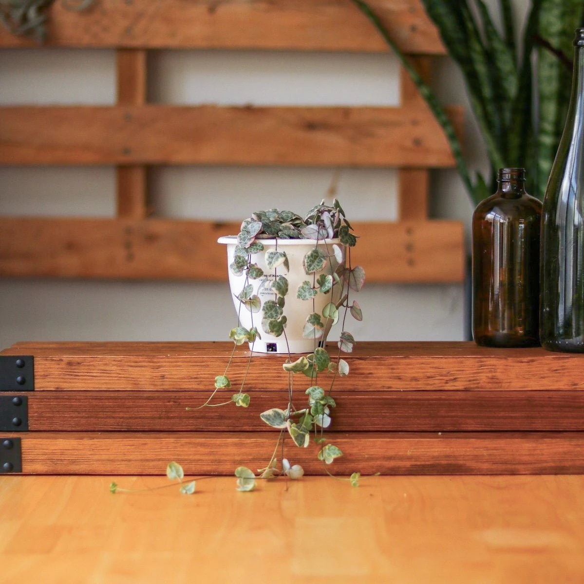 Variegated String Of Hearts - Ceropegia Woodii Variegata - 4.5 Inch Hanging Basket 4 Variegated String Of Hearts - Ceropegia Woodii Variegata - 4.5 Inch Hanging Basket - Image 2