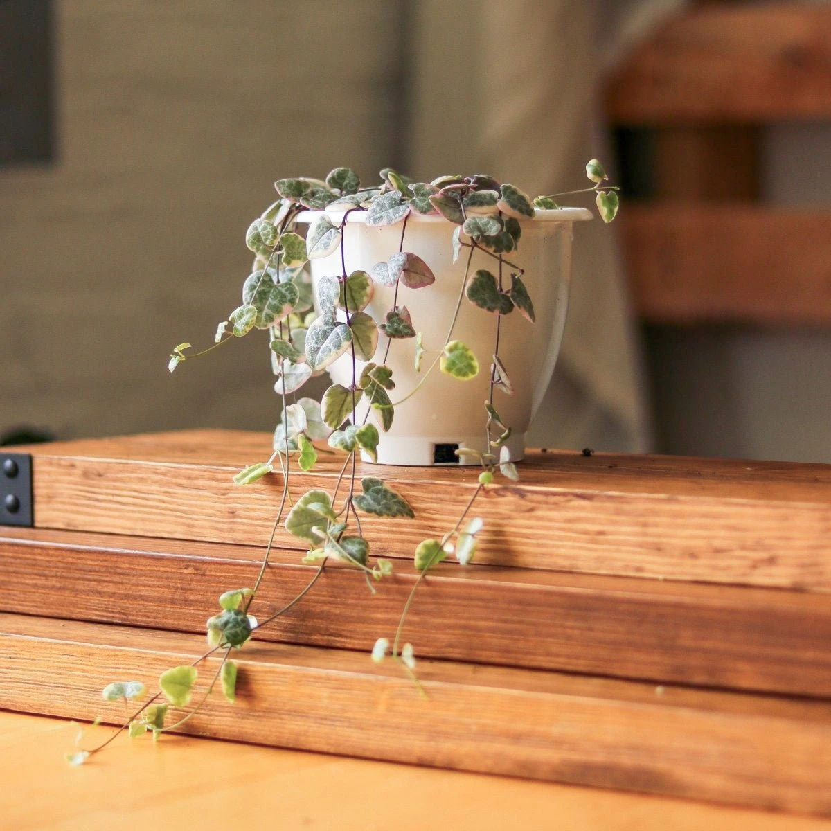 Variegated String Of Hearts - Ceropegia Woodii Variegata - 4.5 Inch Hanging Basket 3 Variegated String Of Hearts - Ceropegia Woodii Variegata - 4.5 Inch Hanging Basket