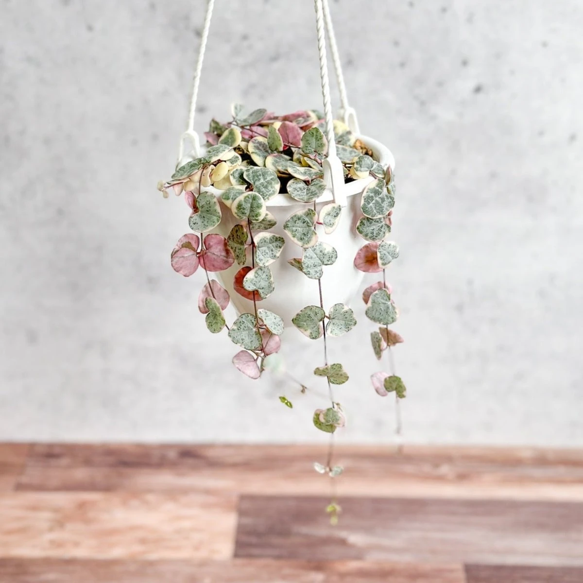 Variegated String Of Hearts - Ceropegia Woodii Variegata - 4.5 Inch Hanging Basket 8 Variegated String Of Hearts - Ceropegia Woodii Variegata - 4.5 Inch Hanging Basket - Image 6