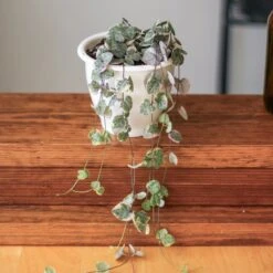 Variegated String Of Hearts - Ceropegia Woodii Variegata - 4.5 Inch Hanging Basket 11 Variegated String Of Hearts - Ceropegia Woodii Variegata - 4.5 Inch Hanging Basket -Eds Plant Shop variegated string of hearts ceropegia woodii variegata 45 inch hanging basket 855559