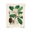 Vintage-Style Botanical Magnolia Print 1 Vintage-Style Botanical Magnolia Print -Eds Plant Shop vintage style botanical magnolia print 872144