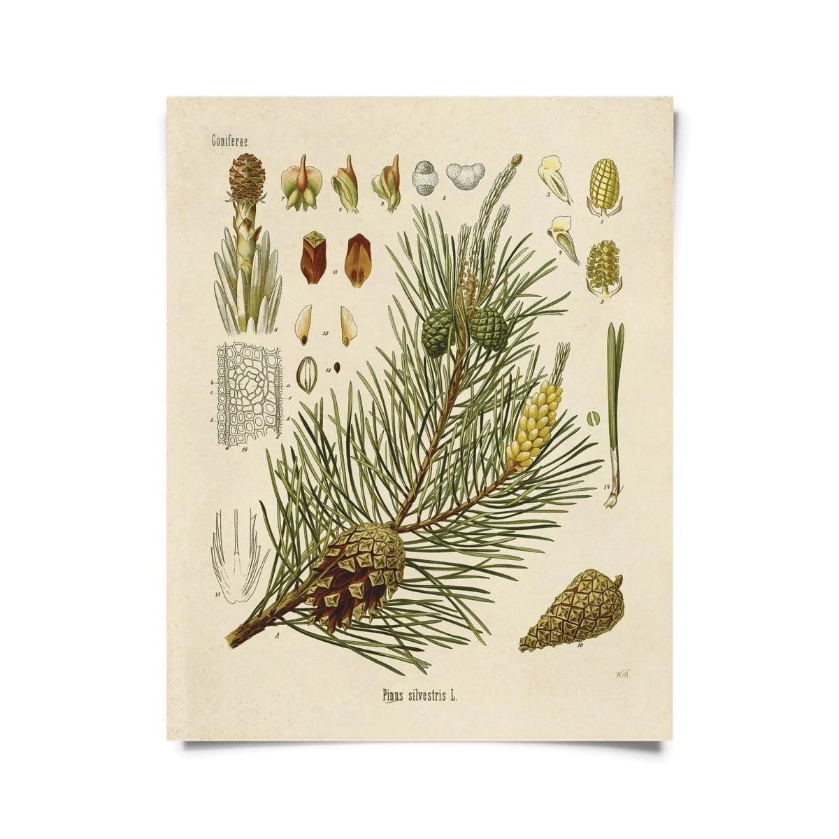 Vintage-Style Botanical Scots Pine Art Print 3 Vintage-Style Botanical Scots Pine Art Print