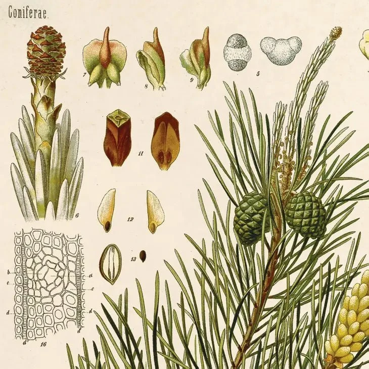 Vintage-Style Botanical Scots Pine Art Print 4 Vintage-Style Botanical Scots Pine Art Print - Image 2