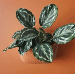 WallyGrow Eco Terracotta Wall Planter – Self-Watering Vertical Garden Kit