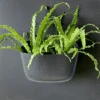 WallyGrow Eco Wall Planter – Charcoal Vertical Garden Planter