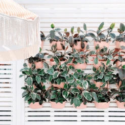 WallyGrow Eco Wall Planter – Rose Vertical Garden Planter 14 WallyGrow Eco Wall Planter – Rose Vertical Garden Planter -Eds Plant Shop wallygrow eco wall planter rose vertical garden planter 2904080