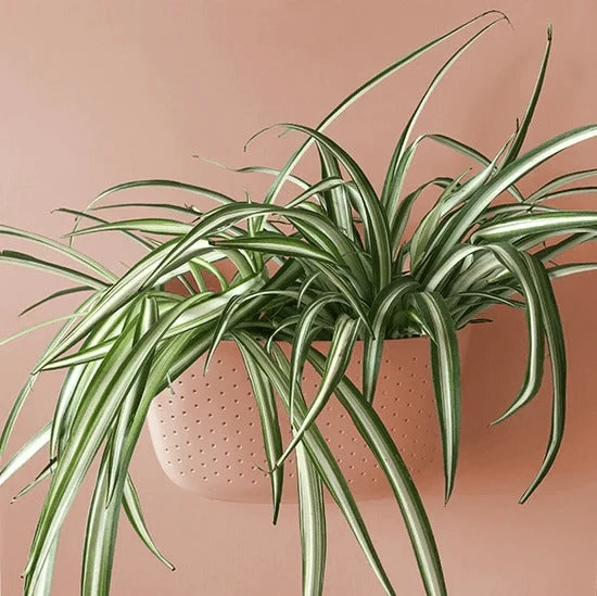 WallyGrow Eco Wall Planter – Rose Vertical Garden Planter 3 WallyGrow Eco Wall Planter – Rose Vertical Garden Planter