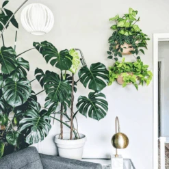 WallyGrow Eco Wall Planter – Rose Vertical Garden Planter 15 WallyGrow Eco Wall Planter – Rose Vertical Garden Planter -Eds Plant Shop wallygrow eco wall planter rose vertical garden planter 7351049