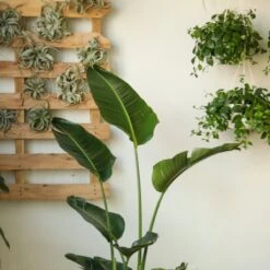 White Bird Of Paradise Floor Plant - NYC Local Pickup & Delivery Only -Eds Plant Shop white bird of paradise floor plant nyc local pickup delivery only 315606