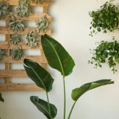 White Bird Of Paradise Floor Plant - NYC Local Pickup & Delivery Only -Eds Plant Shop white bird of paradise floor plant nyc local pickup delivery only 668941