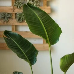 White Bird Of Paradise Floor Plant - NYC Local Pickup & Delivery Only -Eds Plant Shop white bird of paradise floor plant nyc local pickup delivery only 728947