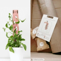 Wooden Extendable Plant Support & Trellis - Zella 17 Wooden Extendable Plant Support & Trellis - Zella -Eds Plant Shop wooden extendable plant support trellis zella 115130