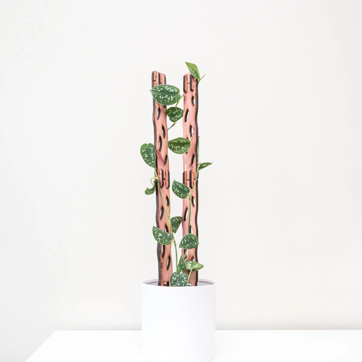 Wooden Extendable Plant Support & Trellis - Zella 4 Wooden Extendable Plant Support & Trellis - Zella - Image 2