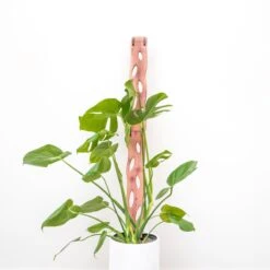 Wooden Extendable Plant Support & Trellis - Zella 16 Wooden Extendable Plant Support & Trellis - Zella -Eds Plant Shop wooden extendable plant support trellis zella 587039