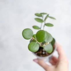 Xerosicyos Danguyi - Silver Dollar Vine -Eds Plant Shop xerosicyos danguyi silver dollar vine 526760