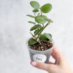 Xerosicyos Danguyi - Silver Dollar Vine -Eds Plant Shop xerosicyos danguyi silver dollar vine 742371