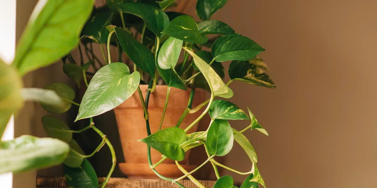 Eds Plant Shop -Eds Plant Shop z7240333019326 fd6ae21b1418a0ed5cd2d8deca97d6c0