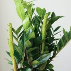 Zamioculcas Zamiifolia - Large ZZ Floor Plant -Eds Plant Shop zamioculcas zamiifolia large zz floor plant 974011