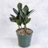 Zamioculcas Zamiifolia 'Oscura' - Black ZZ Plant