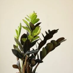 Zamioculcas Zamiifolia 'Raven ZZ' -Eds Plant Shop zamioculcas zamiifolia raven zz various sizes 649865