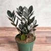 Zamioculcas Zamiifolia 'Raven ZZ' -Eds Plant Shop zamioculcas zamiifolia raven zz various sizes 726188